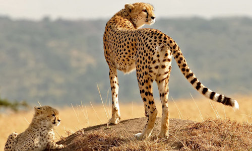 9 Days Agro Tour With Game Drive