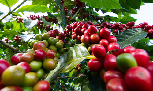 3 Day Agro Tour Safaris