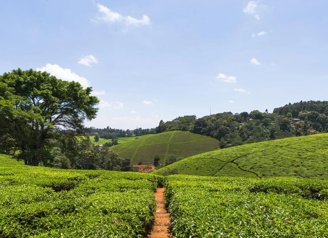 Kiambethu Tea Farm Kiambethu Tea Farm